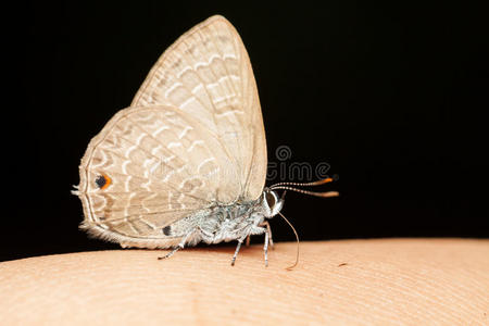 吃人类皮肤矿物质的棕色小蝴蝶