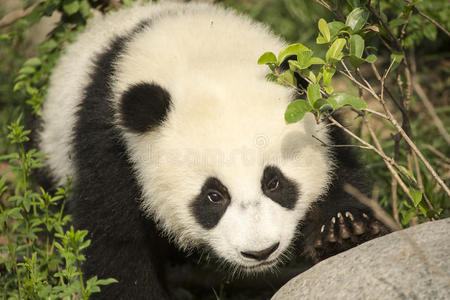 大熊猫幼崽近距离接近岩石