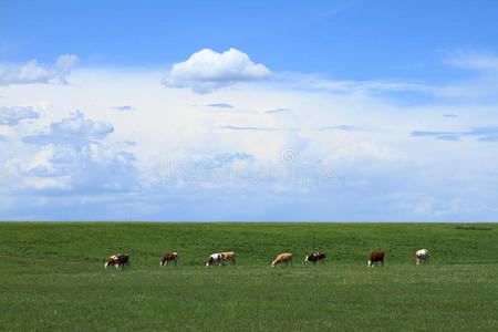 农场和奶牛