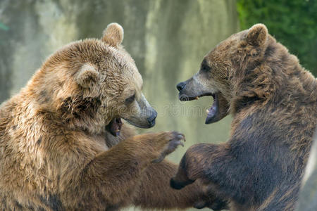 两只灰熊在和黑熊搏斗