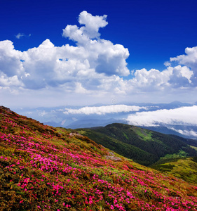 山谷里的花