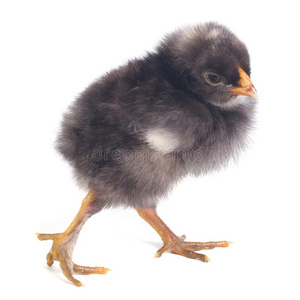 黑小鸡在白底上单独行走图片