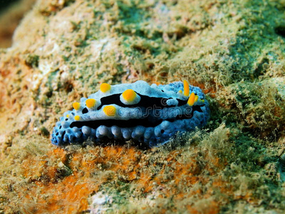 南海,中国,海南,人气选手海滩上池小岛屿上棕榈树的卡通,矢量宝石壁虎