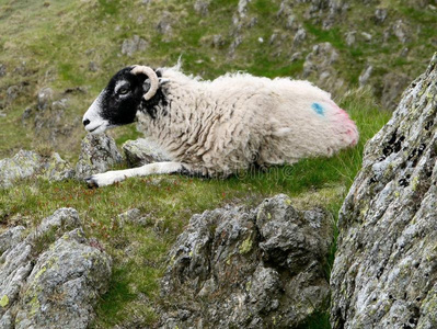 羊在山上休息