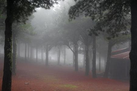飘渺的雾林图片