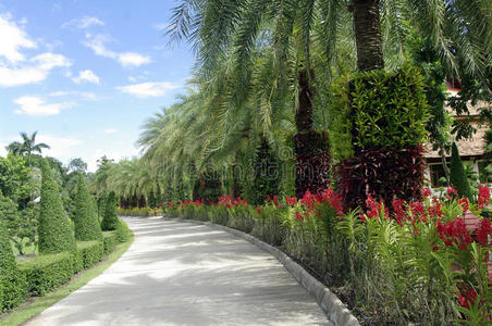 绿树成荫的美丽道路照片