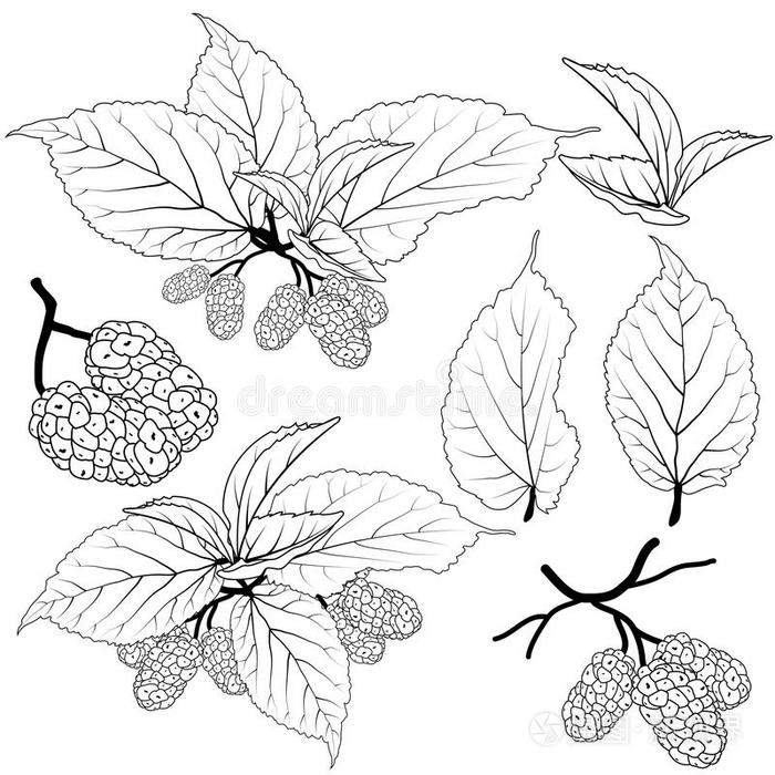 桑树载体插画-正版商用图片0qglgl-摄图新视界