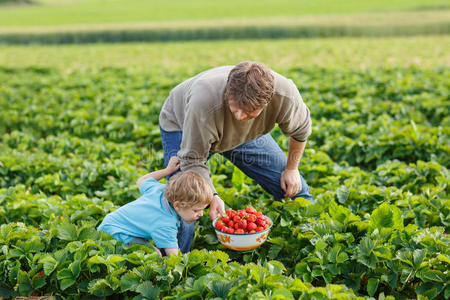 有机草莓农场的年轻人和他的儿子