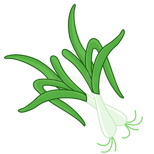 草本植物插画图片