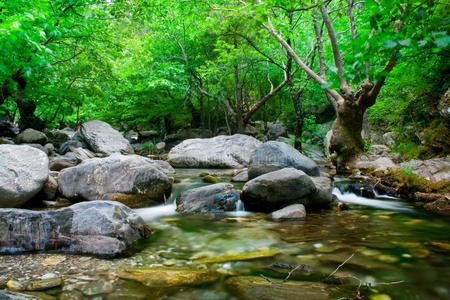 灰色石头和树的溪流
