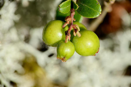 灌木蔓越莓