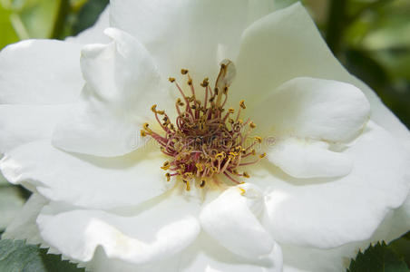 白蔷薇图片 白蔷薇素材 白蔷薇插画 摄图新视界