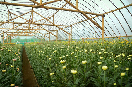 温室内菊花场图片