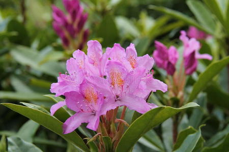 杜鹃花植物。