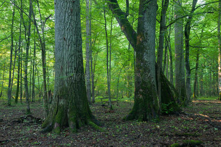 比亚洛维耶扎森林的纪念性橡树