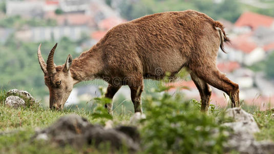 野山花北山羊照片