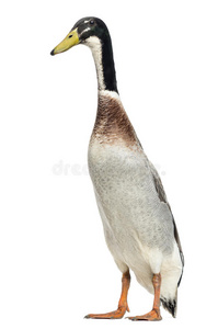 雄性印度长尾鸭，站着