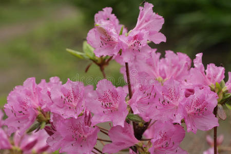 花园里美丽的粉红色花朵