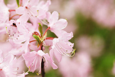 花园里美丽的粉红色花朵