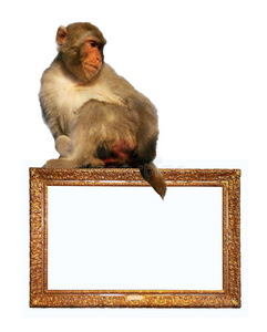 金色相框与坐猕猴
