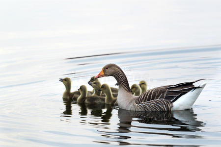 灰鹅游泳图片