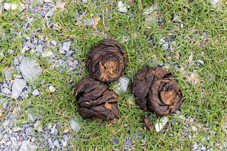 羊粪图片