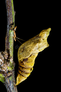 树上的蝴蝶蛹图片