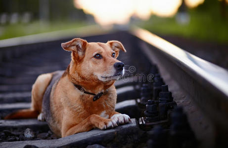 迷路的狗躺在铁轨上。