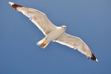 在蓝天上飞翔的白海鸥