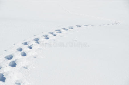 雪地上的脚步声图片