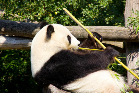 放松的大熊猫吃竹子