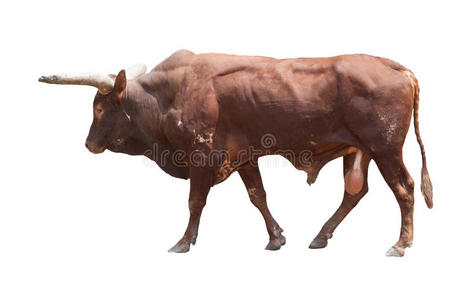 瓦图西大黄牛隔离白