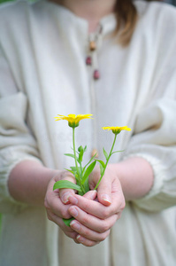 手拿黄花土