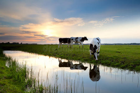 日落时在牧场上吃草的牛