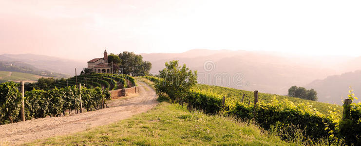 意大利 风景 山麓 乡村 小山 自然 生长 意大利语 葡萄园