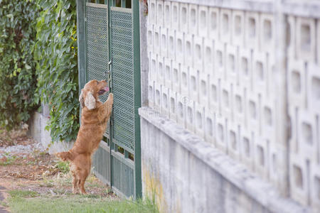 英国小狗可卡犬站在金属窗上