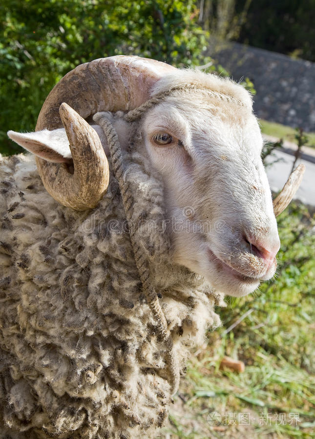 下载小样发票合同问题/举报马斑马绵羊.