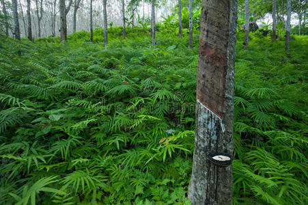 橡胶树乳胶农林照片