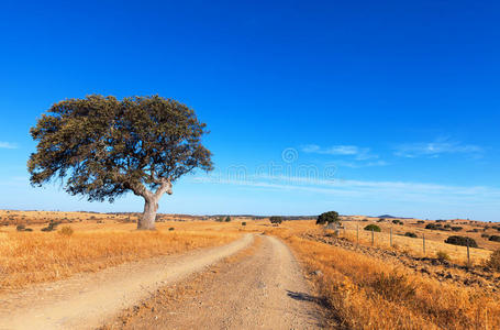 蓝天背景下麦田里的一棵树图片
