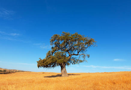 蓝天背景下麦田里的一棵树图片