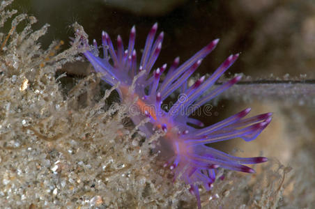 粉红海蛞蝓