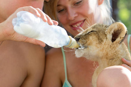 喝牛奶的狮子幼崽快乐