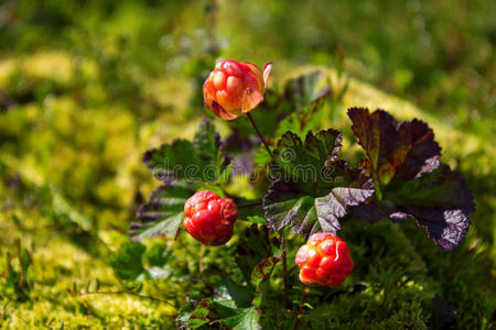 成熟的云莓红莓