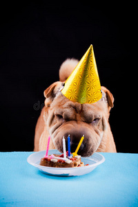 夏普犬庆祝生日图片