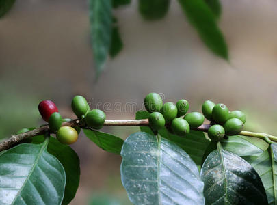 印度有机咖啡豆