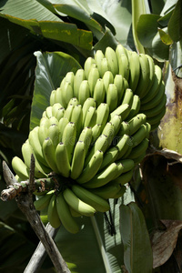西班牙加那利群岛拉帕尔马种植园的香蕉植物和水果