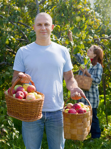 男人和女人摘苹果图片
