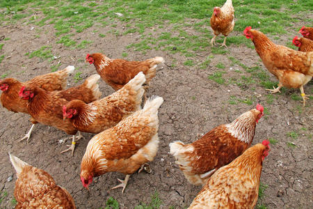 一群母鸡.照片
