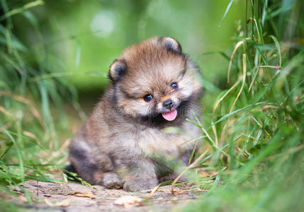 小波美拉尼亚犬