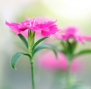 粉红色康乃馨花